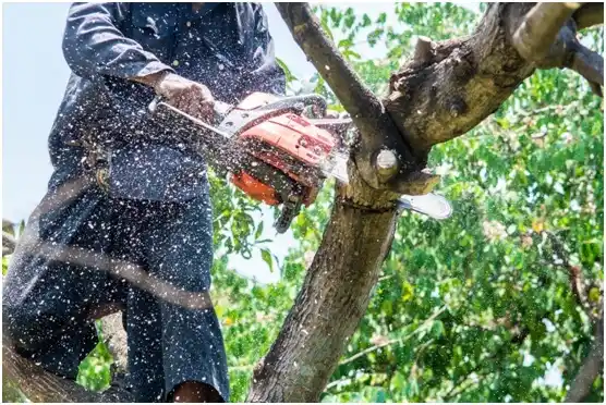 tree services Salunga